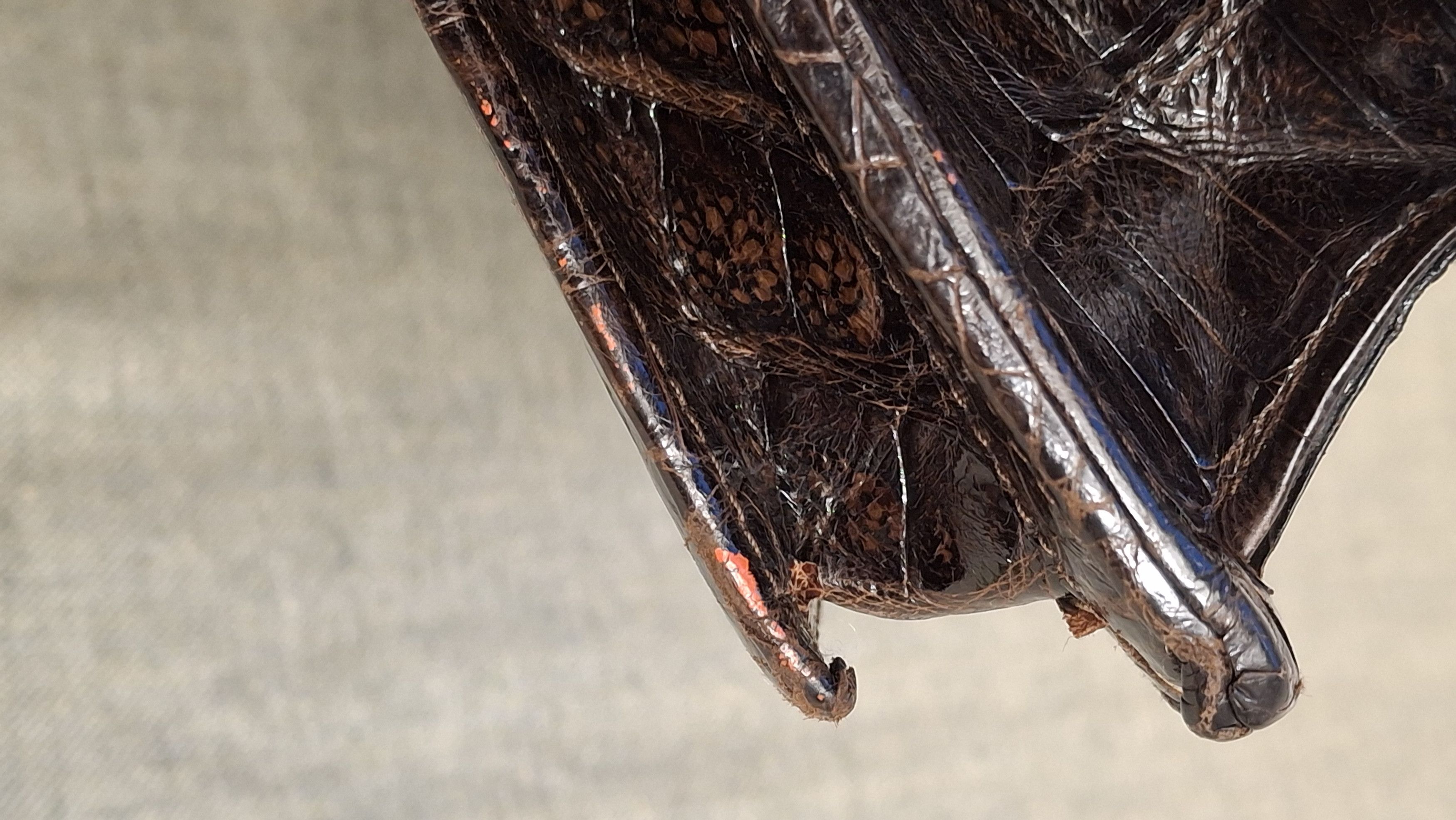 Vintage 1950s Genuine Crocodile Leather Structured Handbag Size ONE SIZE - 10 Thumbnail