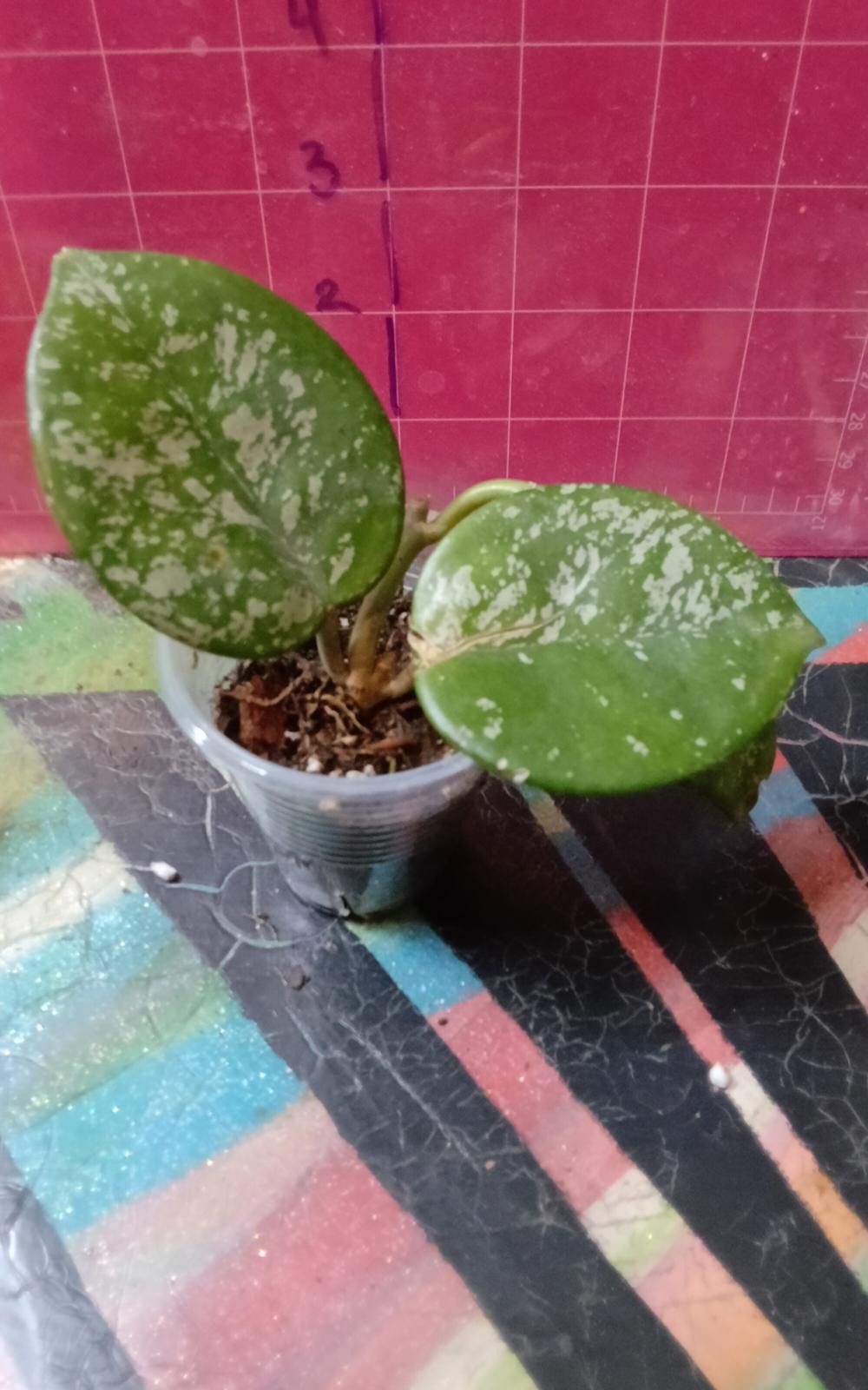 Other Variegated Hoya Plant Cuttings Size ONE SIZE - 2 Thumbnail