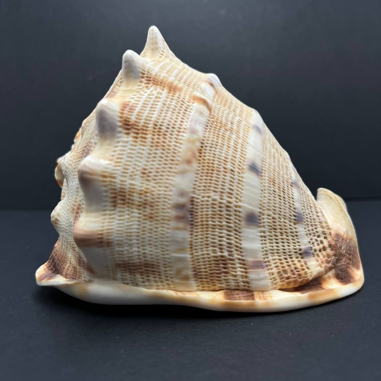Other Large Helmet Shell Sea Snail Shell Collectible Ocean Decor Size ONE SIZE - 7 Thumbnail