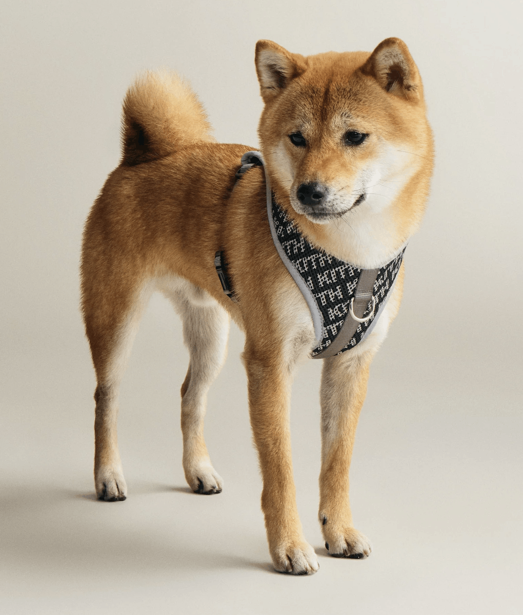 Kith (medium) Kith for wagwear Padded Harness - Black Size ONE SIZE - 7 Thumbnail