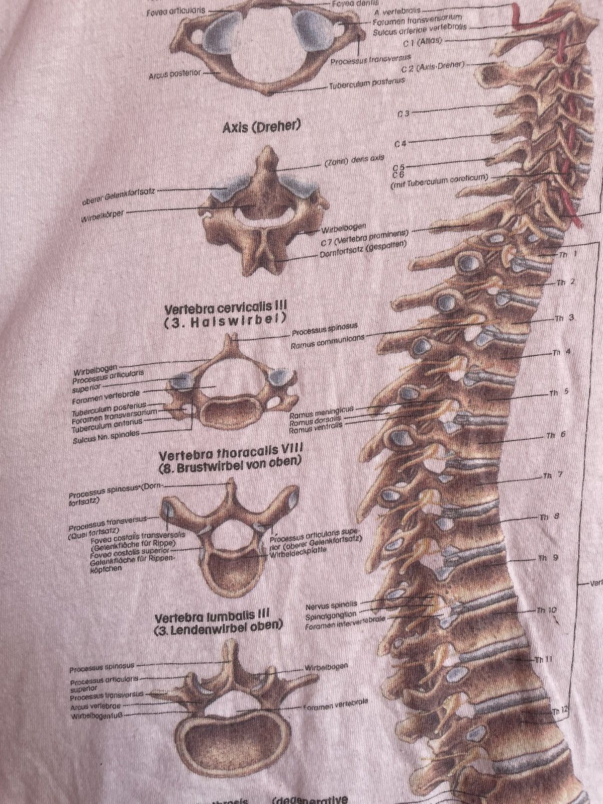Arts & Science × Band Tees × Vintage Skeleton Anatomy Rudiger 1994 Spinal Collum Science T Shirt Size US L / EU 52-54 / 3 - 5 Thumbnail