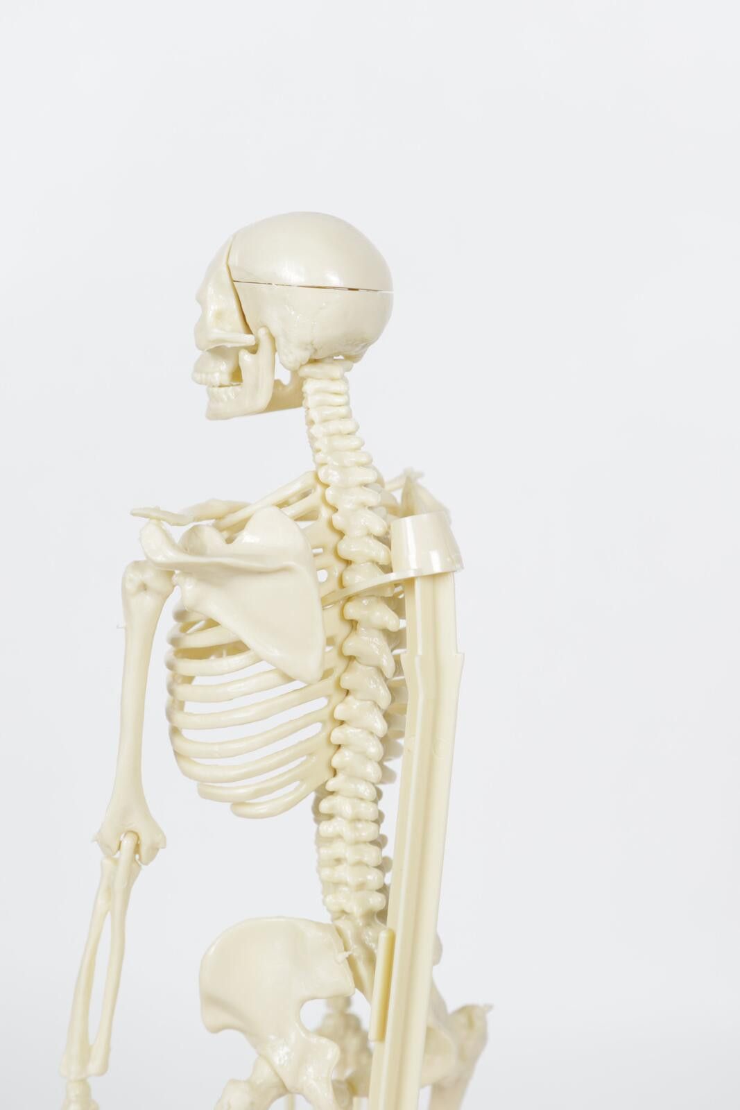 Genetic Manipulation Shinichiro Kuriya 1991' Human Skeleton Model Size ONE SIZE - 2 Thumbnail