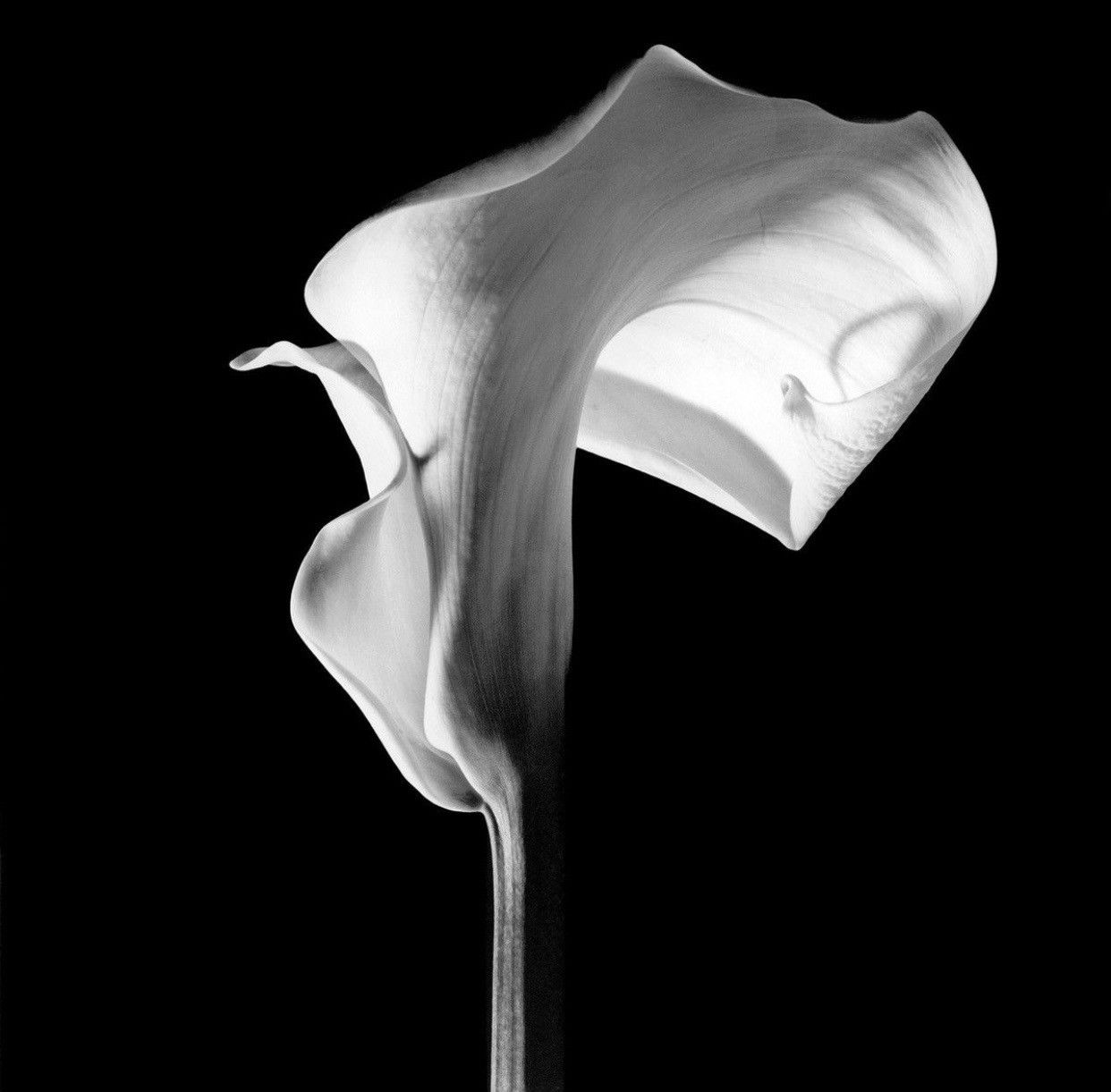 Chrome Hearts (2005) CH x Robert Mapplethorpe "Calla Lily" XL Pendant Size ONE SIZE - 23 Thumbnail