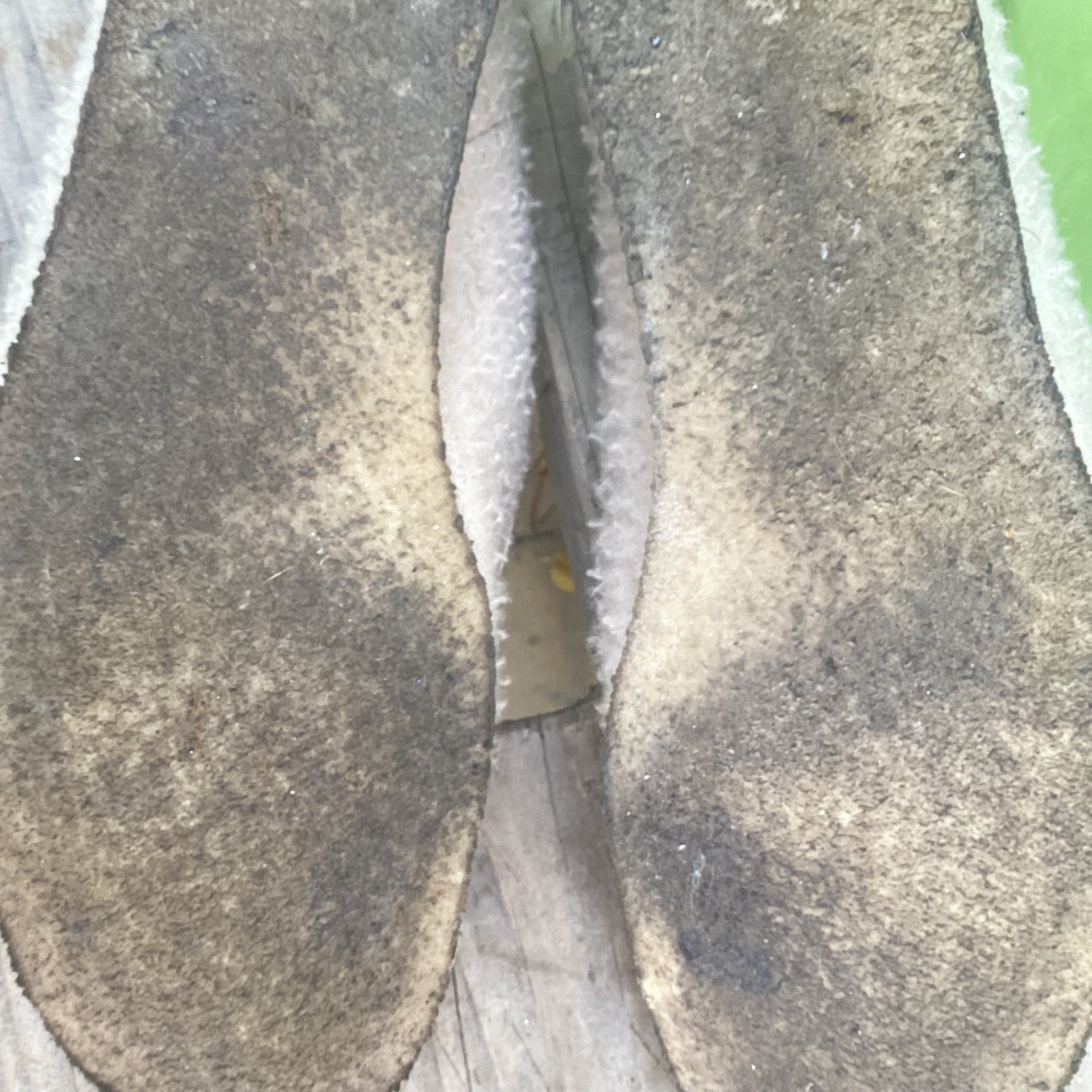 Clarks Wallabee aime Leon dore Size US 9 / EU 42 - 9 Thumbnail