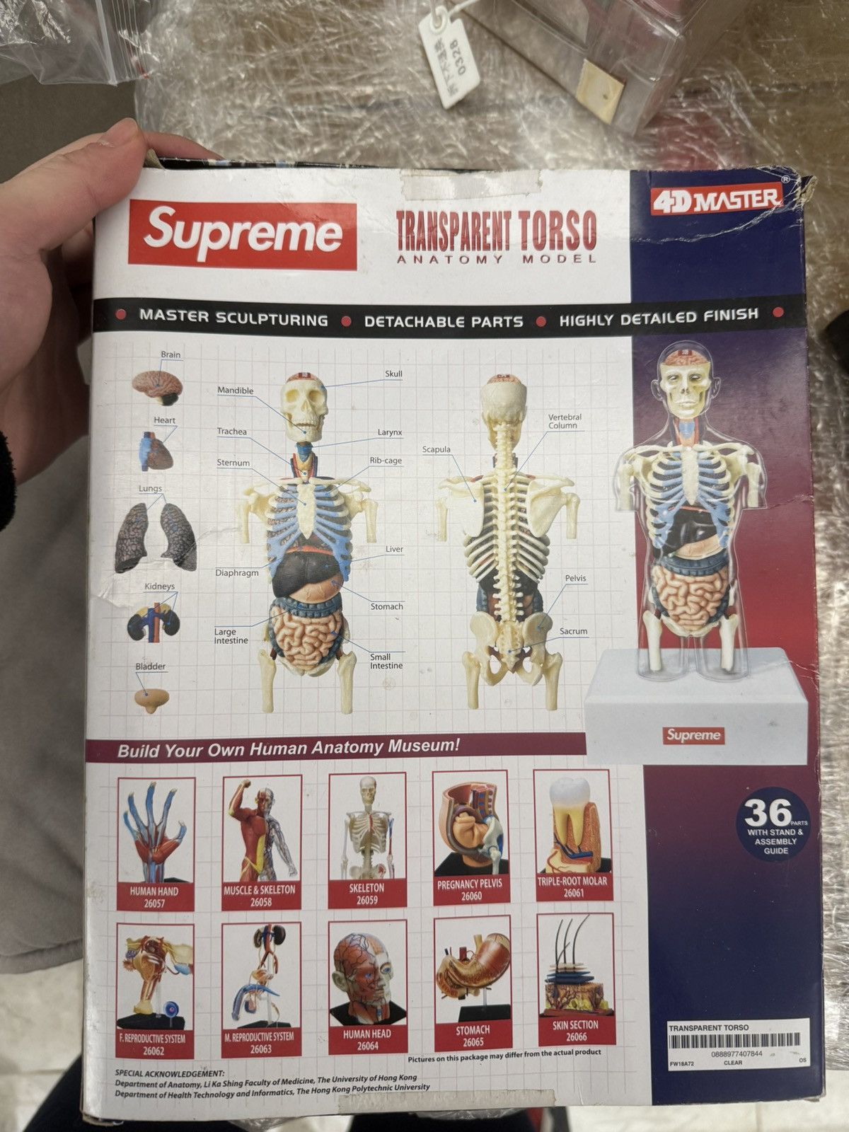 Supreme Supreme male Anatomy Model Clear transparent Torso Size ONE SIZE - 2 Thumbnail