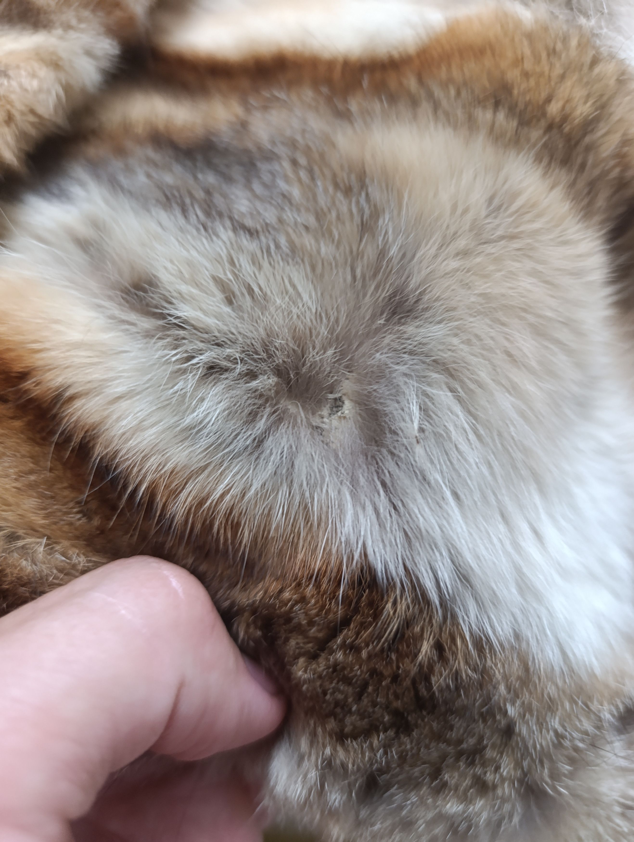 Other WOMENS FOX FUR COAT JACKET Size M / US 6-8 / IT 42-44 - 24 Thumbnail