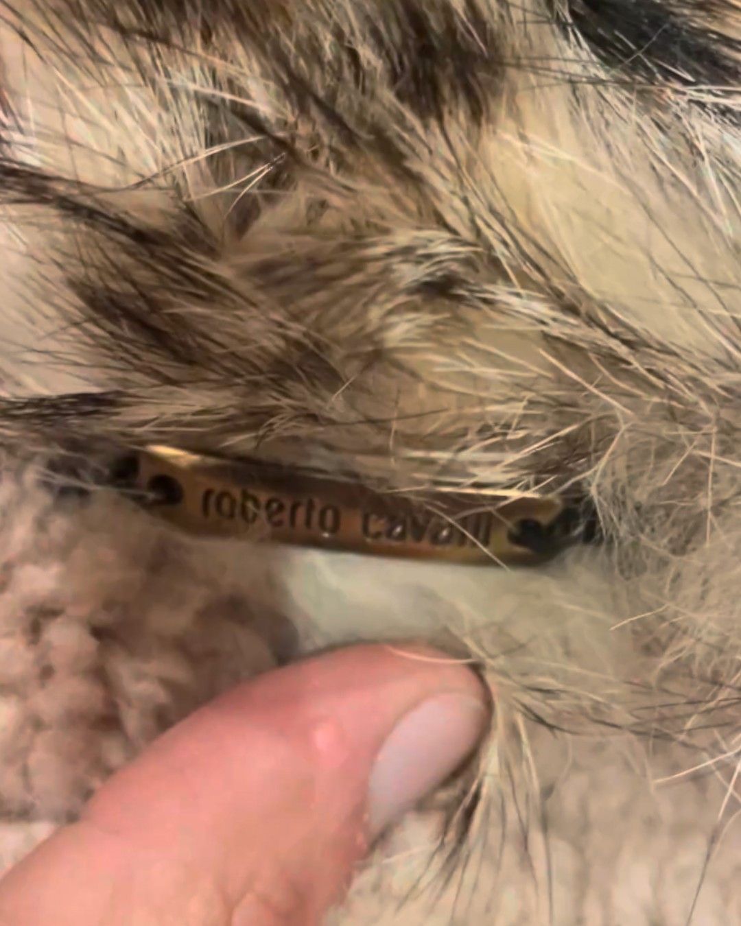 Roberto Cavalli SHEARLING SUEDE LEATHER HEAVY COAT WITH FOX FUR COLLAR Size US L / EU 52-54 / 3 - 4 Thumbnail