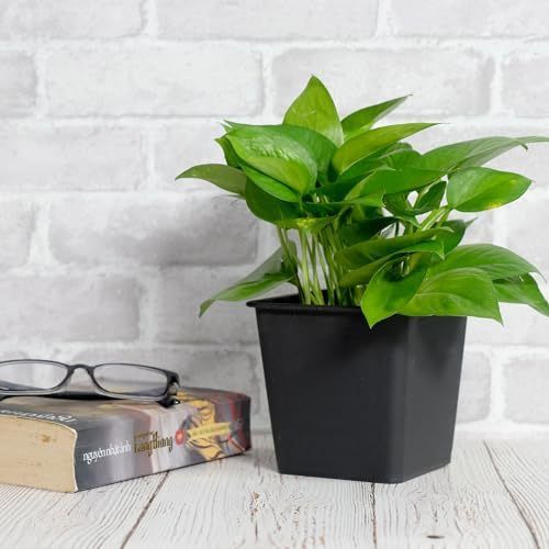 Designer × Homemade 6.3" Square Nursery Plant Pot - Garden Plastic Pots with Dra Size US L / EU 52-54 / 3 - 2 Thumbnail