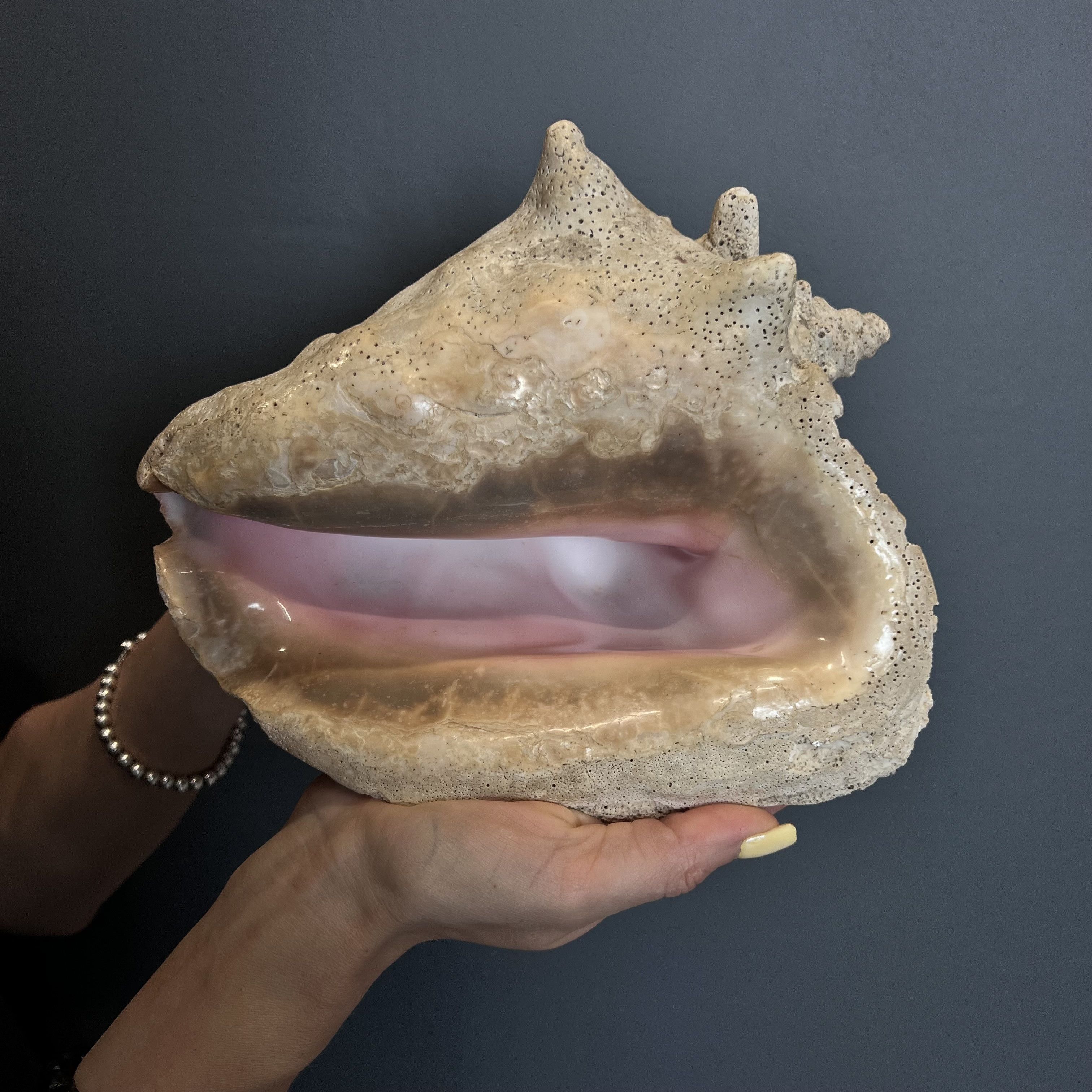Vintage Huge Vintage Ocean Shell Strombus Gigas Oceanic Size ONE SIZE - 1 Thumbnail