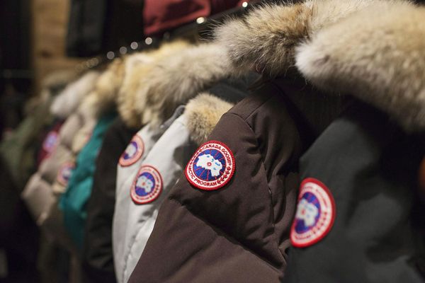 The Flight of Canada Goose